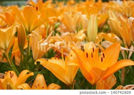 百合花園裡的橙色百合花 - Elemo 3 140742809