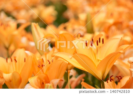 Orange lilies in the lily garden: Eremo 21 140742810