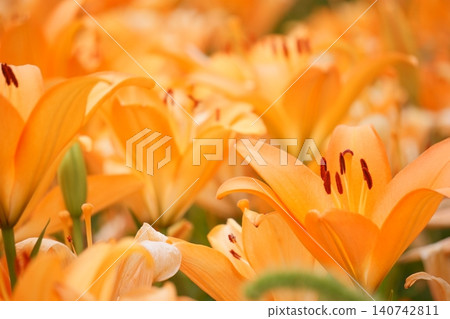 Orange lilies in the lily garden - Elemo 4 140742811