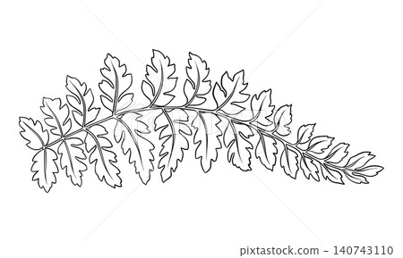 Wood fern leaf outline botanical black and white illustration. Hand drawn vector floral element of prehistoric woodland plant. Perfect for the use of ecological material and sustainable designs. 140743110