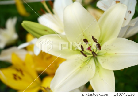 White lilies in the lily garden: El Corano 4 White lilies in the lily garden: El Corano 4 140743136