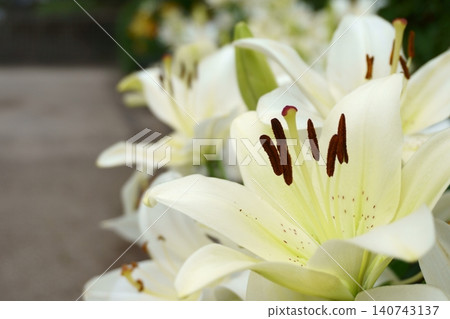 White lilies in the lily garden: El Corano 5 140743137