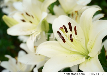 White lilies in the lily garden: El Corano 6 White lilies in the lily garden: El Corano 6 140743138
