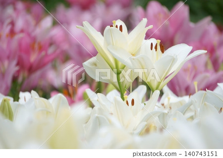 White lilies blooming in the lily garden (2) White lilies blooming in the lily garden (2) 140743151