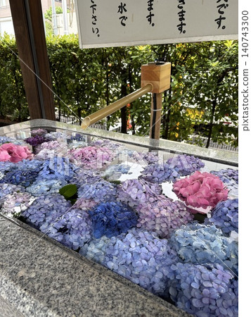Hydrangeas in the water basin at Sakurajingu Shrine in Setagaya Ward. Hydrangeas in the water basin at Sakurajingu Shrine in Setagaya Ward. 140743300