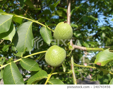 Green Unripe Walnuts Hanging on a Tree Branch. Green Unripe Walnuts Hanging on a Tree Branch. 140743456