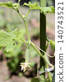 Small, pesticide-free cucumbers grown in a home garden have started to bear fruit. 140743521