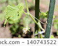 Small, pesticide-free cucumbers grown in a home garden have started to bear fruit. 140743522