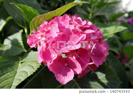 Pink Hydrangea Flower Bloom in Garden. Pink Hydrangea Flower Bloom in Garden. 140743543