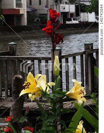 Creamy yellow trumpet lilies and red cannas (Enoguchi Riverbank near Earth 33) Creamy yellow trumpet lilies and red cannas (Enoguchi Riverbank near Earth 33) 140743844