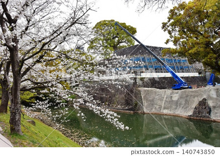 熊本縣:熊本城修復工地,櫻花盛開,綠意盎然。 熊本縣:熊本城修復工地,櫻花盛開,綠意盎然。 140743850
