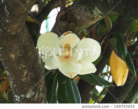 A close-up of the white flowers of a Southern Magnolia tree in the morning after it has opened. A close-up of the white flowers of a Southern Magnolia tree in the morning after it has opened. 140743854