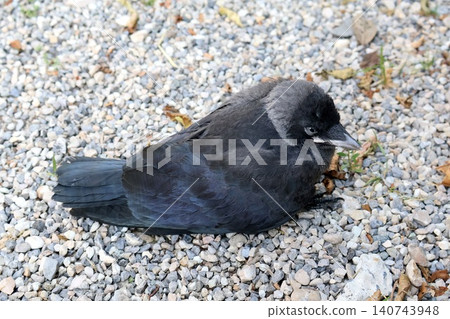 Black Crow or Jackdaw Sitting on Gravel Ground. Black Crow or Jackdaw Sitting on Gravel Ground. 140743948