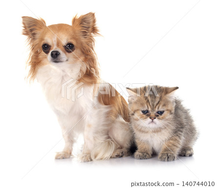 persian kitten and chihuahua 140744010