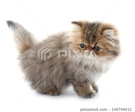 persian kitten persian kitten 140744012