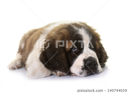 puppy saint bernard puppy saint bernard 140744039