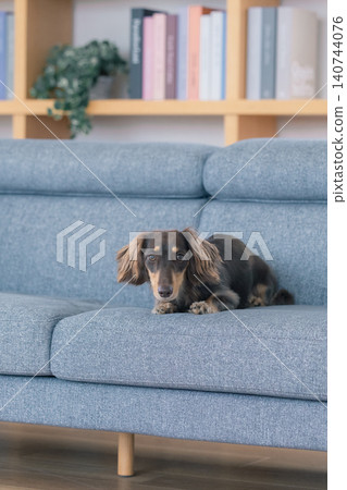 Family life with a dog: A dachshund relaxing on the sofa. 140744076
