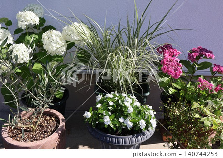 A potted arrangement of flowers in front of the entrance in early summer 140744253