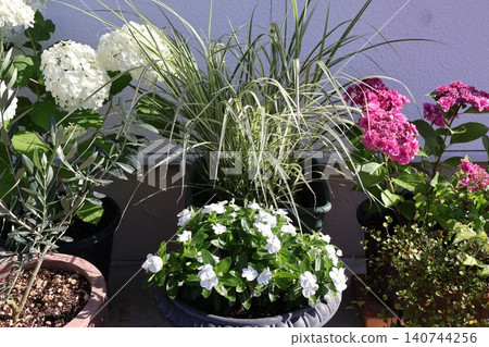 A potted arrangement of flowers in front of the entrance in early summer A potted arrangement of flowers in front of the entrance in early summer 140744256