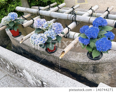Blue hydrangeas by the water Blue hydrangeas by the water 140744271