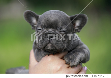 Cute little blue French Bulldog puppy closes its eyes while being held. Similar small companion dogs include Pug, Boston Terrier, and English Bulldog breeds. Cute little blue French Bulldog puppy closes its eyes while being held. Similar small companion dogs include Pug, Boston Terrier, and English Bulldog breeds. 140744292
