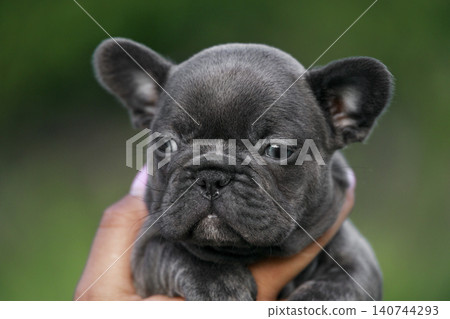 Beautiful blue French Bulldog puppy looks directly into the camera while being held. Similar popular companion pets include Pug, Boston Terrier, and English Bulldog breeds. Beautiful blue French Bulldog puppy looks directly into the camera while being held. Similar popular companion pets include Pug, Boston Terrier, and English Bulldog breeds. 140744293