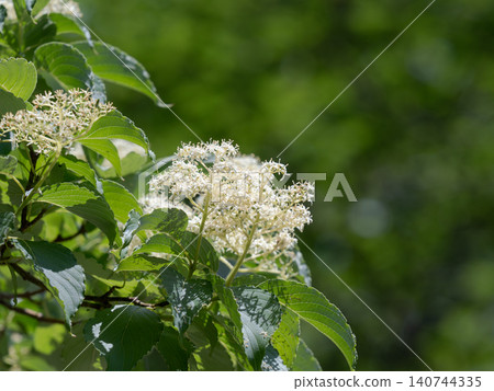 In early summer, the white flowers of the Cornus controversa bloom. In early summer, the white flowers of the Cornus controversa bloom. 140744335