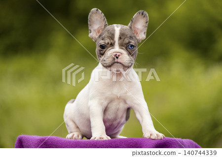Merle French Bulldog puppy with heterochromia sitting on purple blanket 140744339