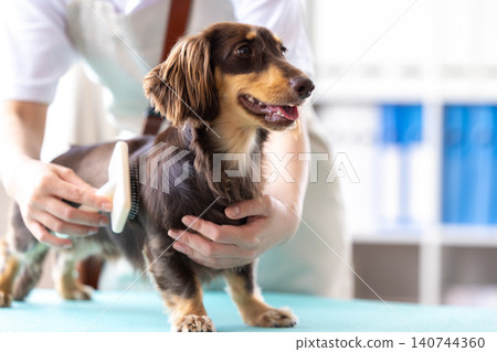 一隻迷你臘腸犬正在接受美容和梳毛。 140744360