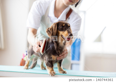 A miniature dachshund getting groomed and brushed. 140744361