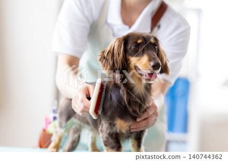 一隻迷你臘腸犬正在接受美容和梳毛。 一隻迷你臘腸犬正在接受美容和梳毛。 140744362