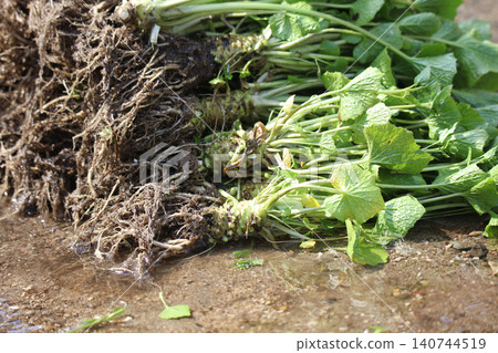A lot of harvested wasabi A lot of harvested wasabi 140744519