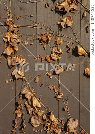Even after withering, the ivy clings to the wooden wall. Even after withering, the ivy clings to the wooden wall. 140744583