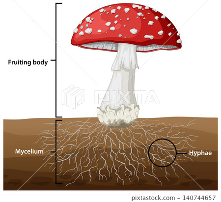 Educational Vector Illustration of Fly Agaric Mushroom Structure and Underground Mycelium Educational Vector Illustration of Fly Agaric Mushroom Structure and Underground Mycelium 140744657