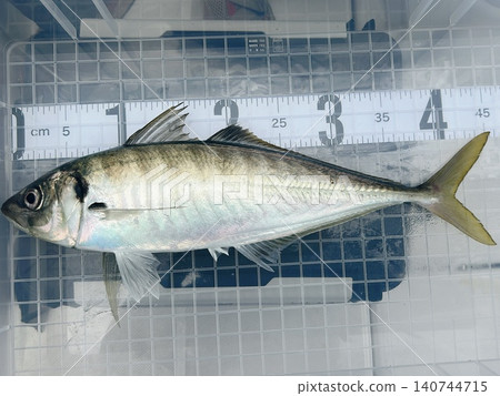 新鮮的馬鯖魚 新鮮的馬鯖魚 140744715