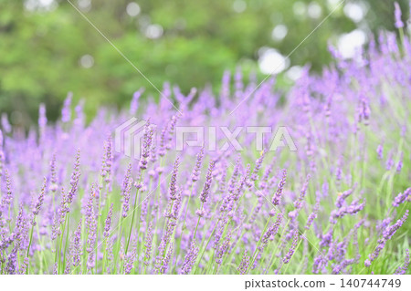 Lavender blooming in early summer 140744749