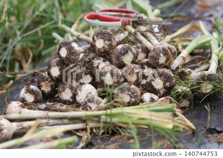 Garlic being harvested Garlic being harvested 140744753