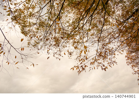 tree, wood, autumn 140744901