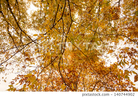Autumn leaves trees Autumn leaves trees 140744902