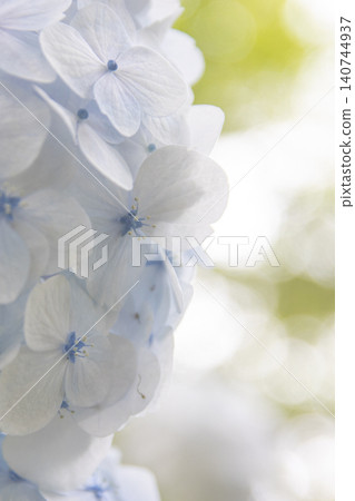美麗的藍色繡球花在翠綠的背景下盛開。 140744937