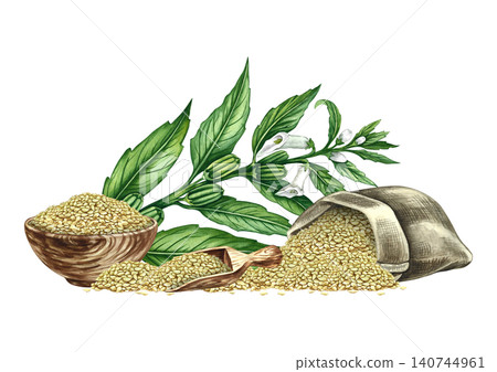 White sesame seeds in burlap and wooden bowl and scoop, sesame stalk with leaves, pods, and flowers. Hand-drawn watercolor illustration. For labels, packaging, posters, banners, menus, and more. White sesame seeds in burlap and wooden bowl and scoop, sesame stalk with leaves, pods, and flowers. Hand-drawn watercolor illustration. For labels, packaging, posters, banners, menus, and more. 140744961