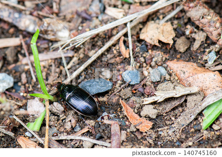 Black ground beetles crawling on the ground Black ground beetles crawling on the ground 140745160