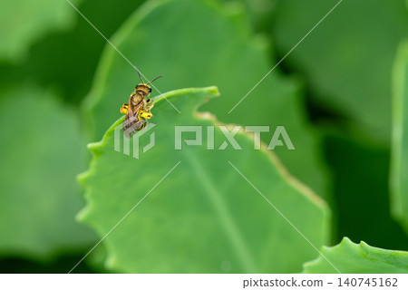A tiny bee clings to a leaf with pollen balls attached to its legs. A tiny bee clings to a leaf with pollen balls attached to its legs. 140745162
