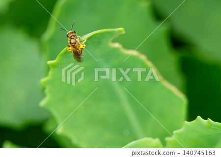 A tiny bee with pollen balls attached to the tip of a leaf, stuck to its legs. 140745163