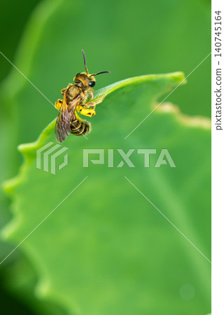 A small bee with yellow pollen balls attached to its legs. A small bee with yellow pollen balls attached to its legs. 140745164