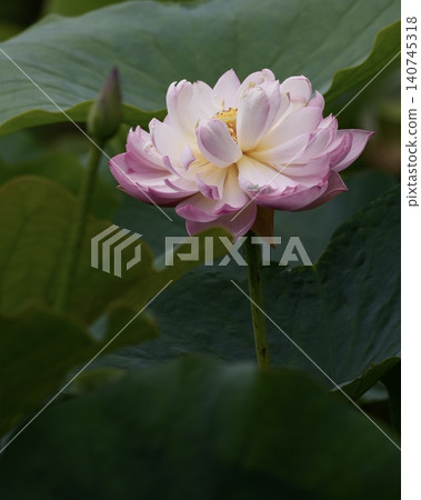 Beautiful aquatic plant, the lotus flower Beautiful aquatic plant, the lotus flower 140745318