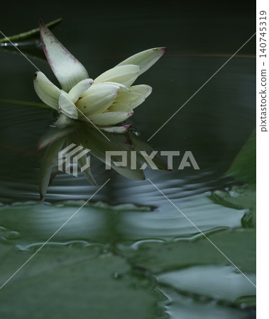 Beautiful aquatic plant: water lily Beautiful aquatic plant: water lily 140745319
