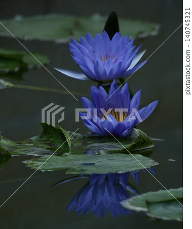 Beautiful aquatic plant: water lily Beautiful aquatic plant: water lily 140745321