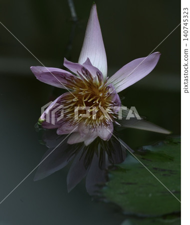 美麗的水生植物:睡蓮 美麗的水生植物:睡蓮 140745323