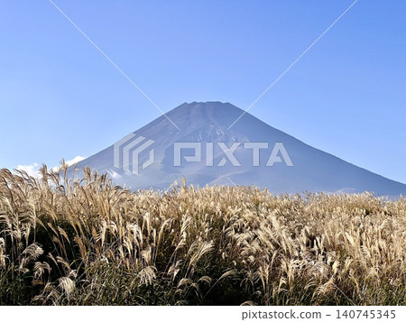 Mount Fuji seen through the Japanese pampas grass 140745345